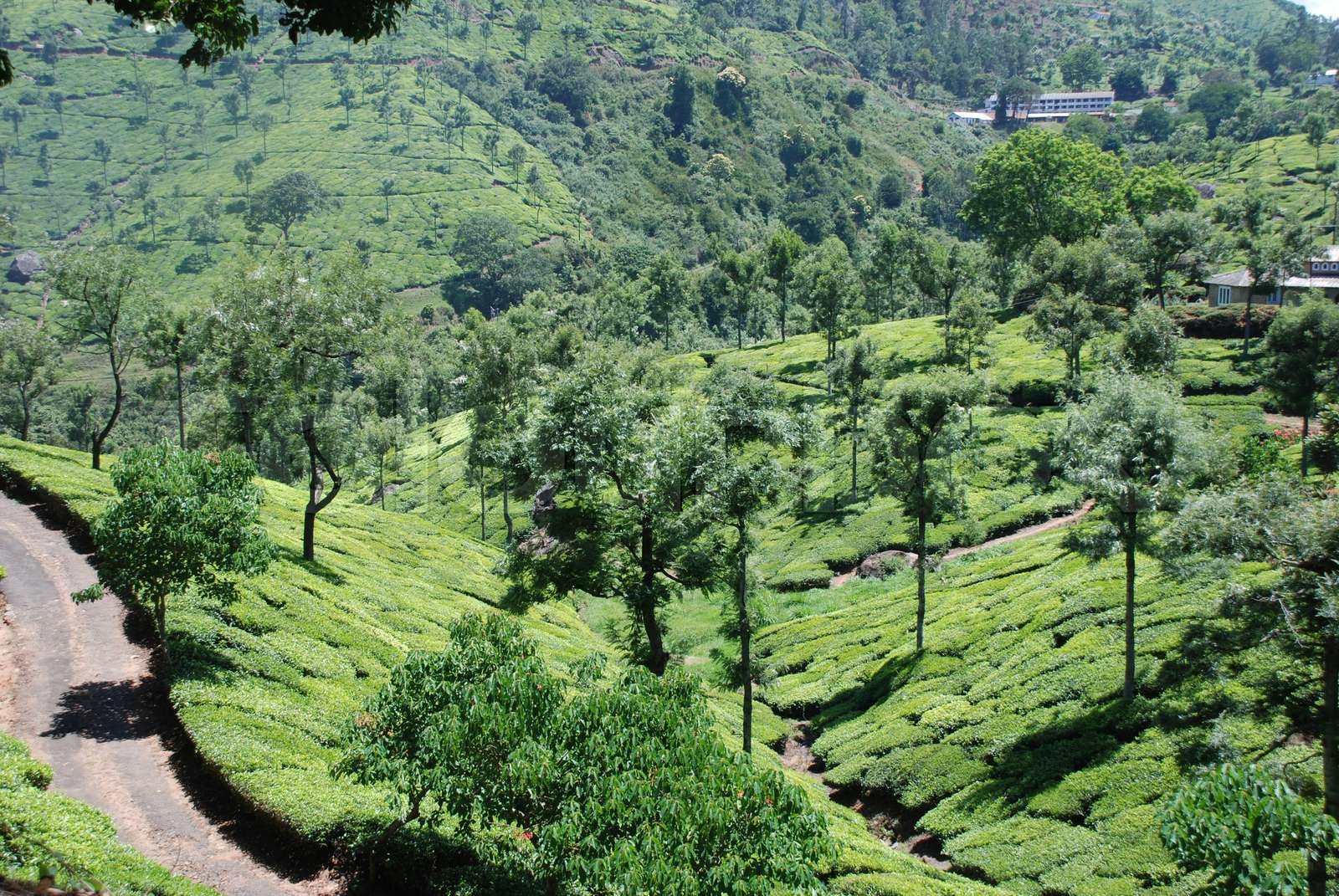 Tea Gardens, India | Stock image | Colourbox