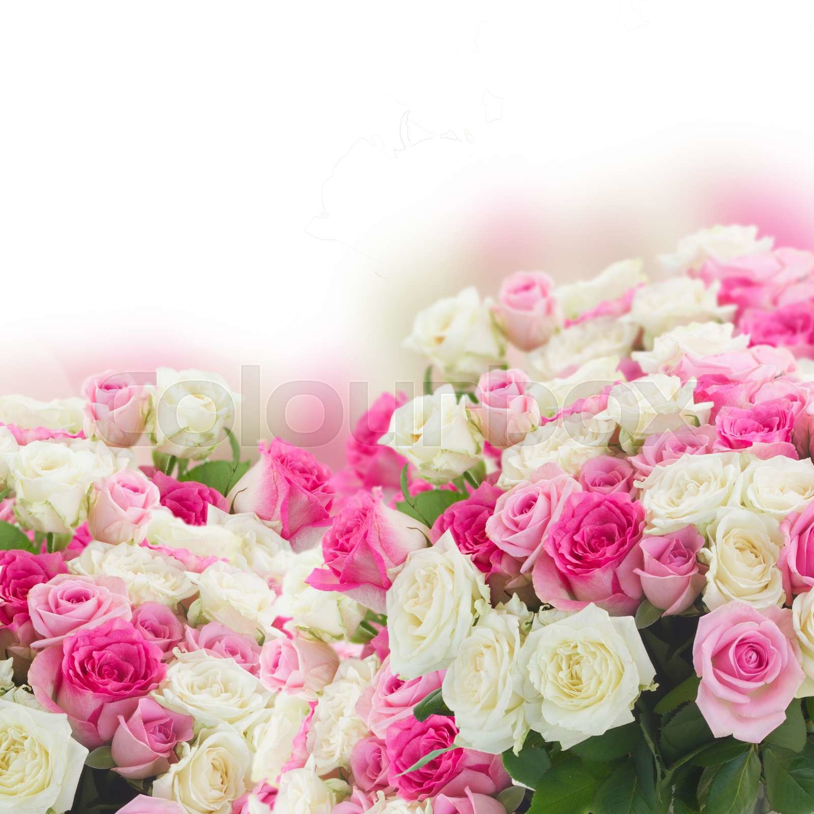 bouquet of fresh roses | Stock image | Colourbox