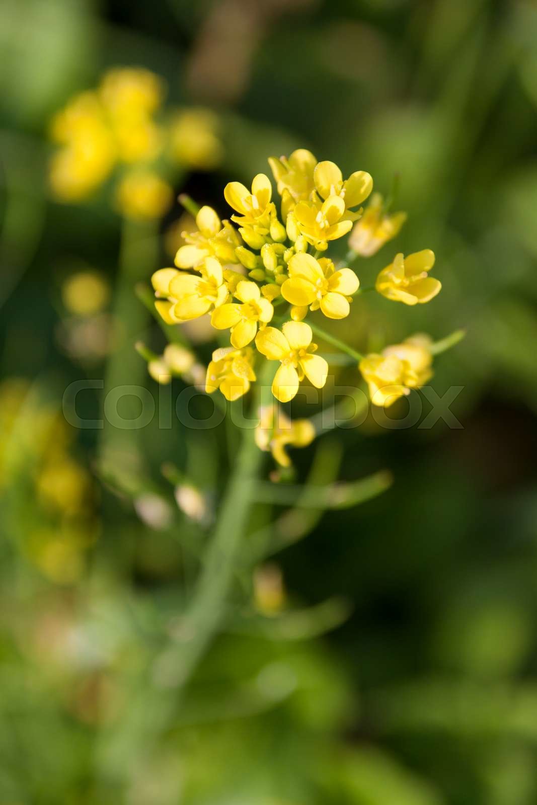 flowers of Chinese mustard green | Stock image | Colourbox