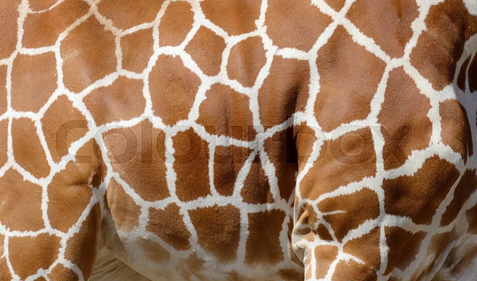 Giraffe skin | Stock image | Colourbox