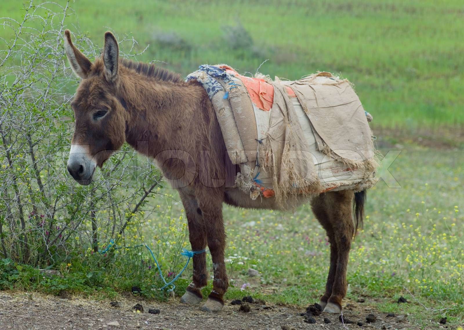 Donkey tied with a rope to a shrub in Morocco Stock image Colourbox