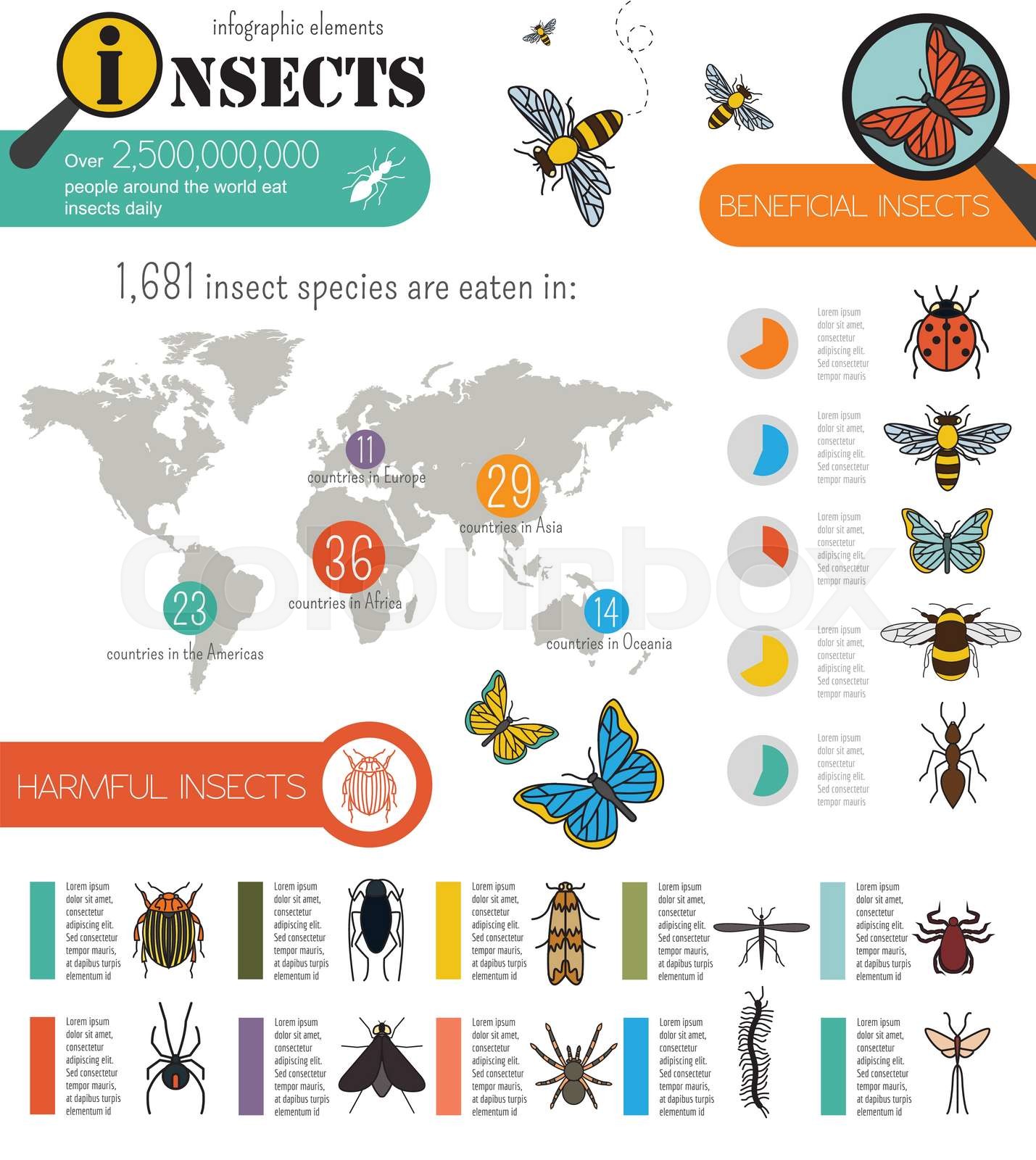 Insects infographic template | Stock vector | Colourbox