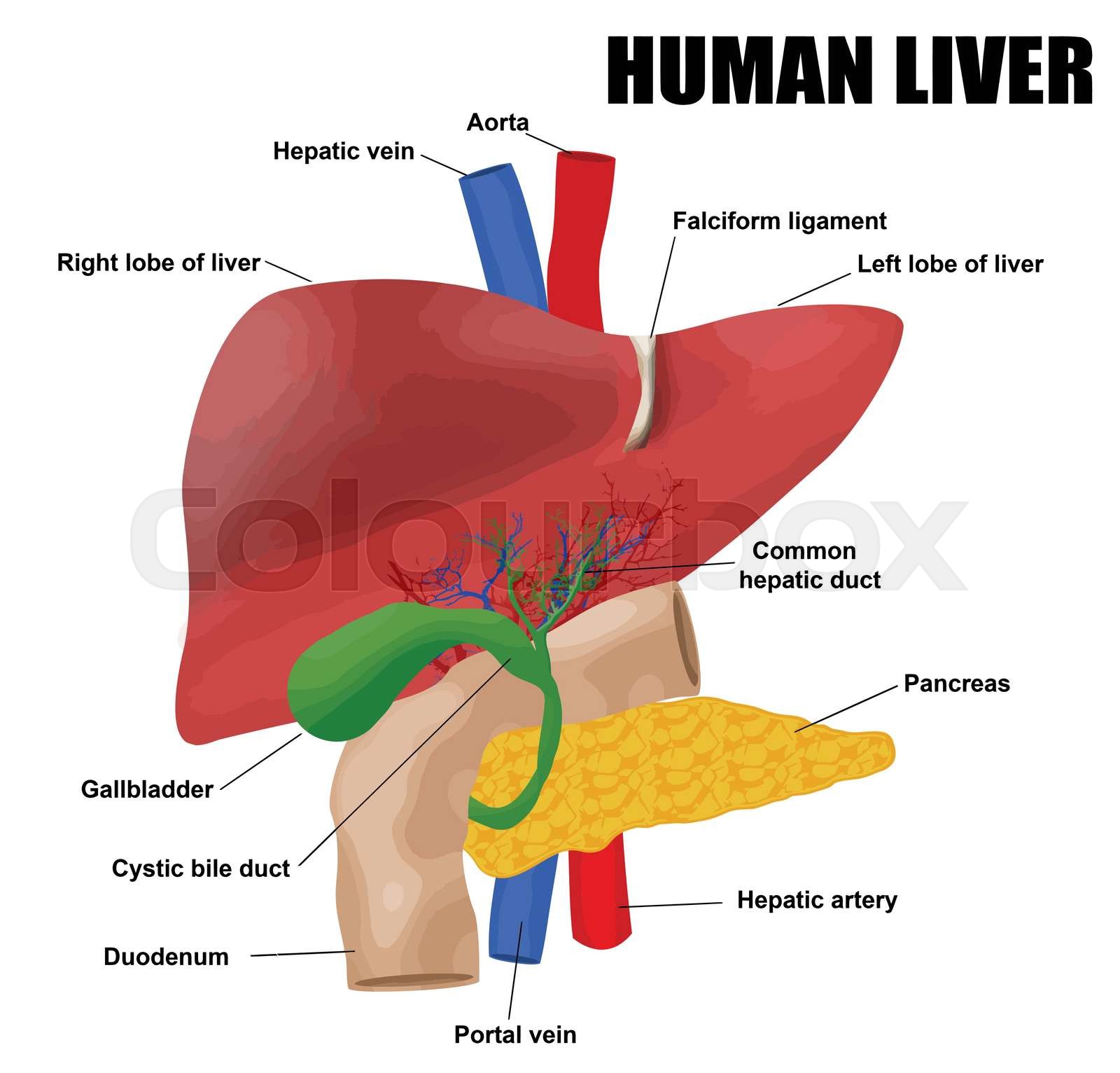 Anatomyof the human liver | Stock vector | Colourbox