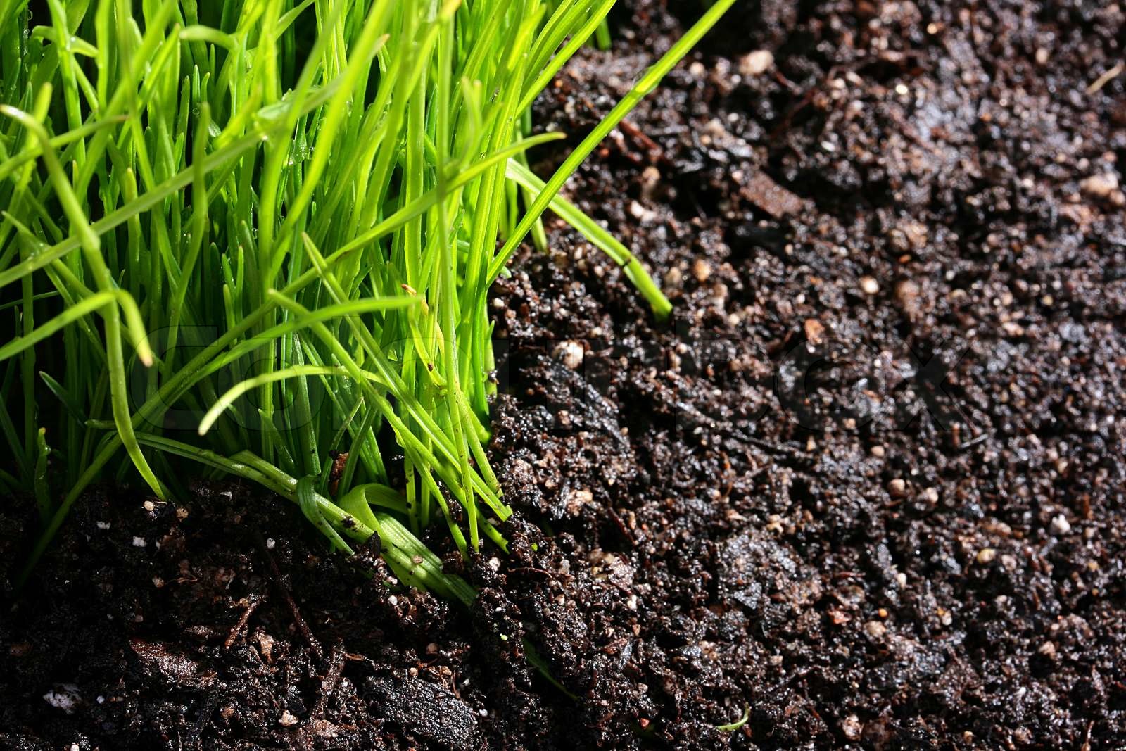 junge grüne Gras auf einem feuchten Boden. Stock Bild Colourbox