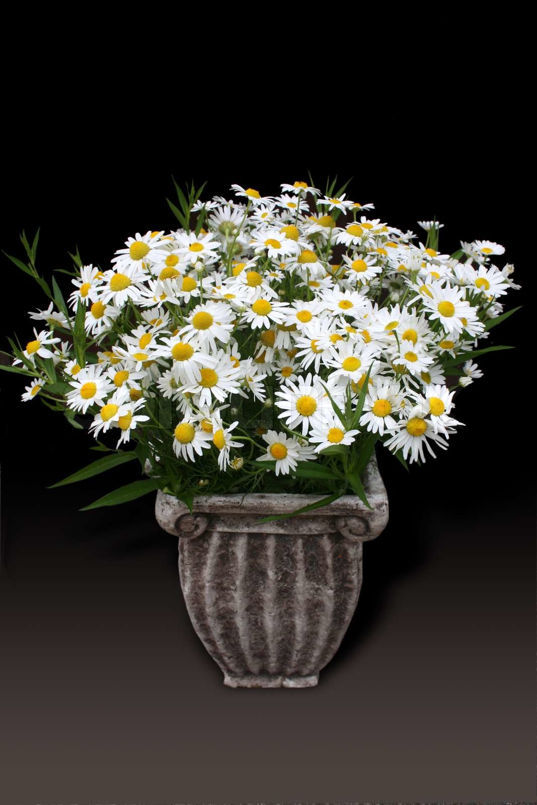 Daisies in a classic pot | Stock image | Colourbox