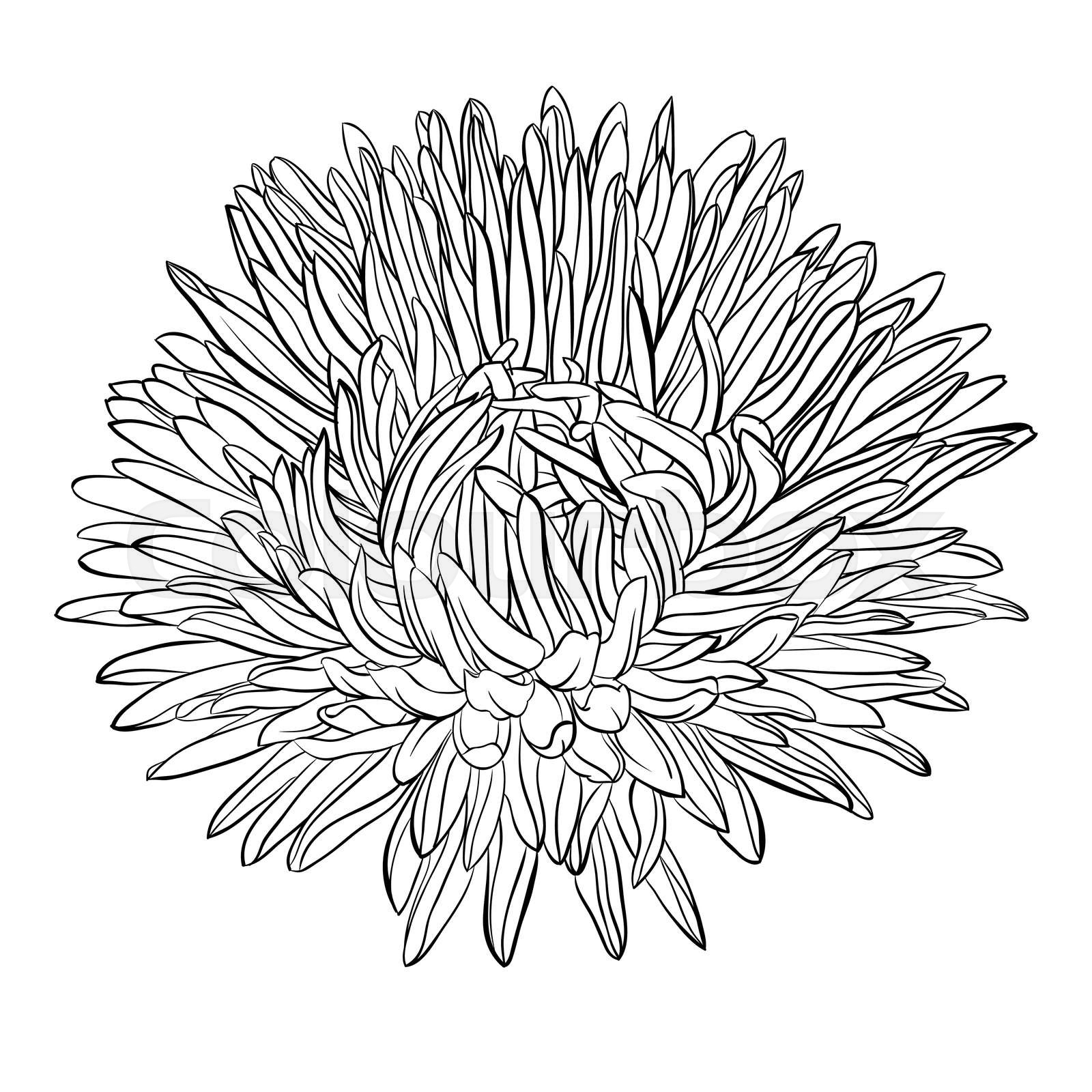 beautiful monochrome, black and white aster flower isolated. | Stock