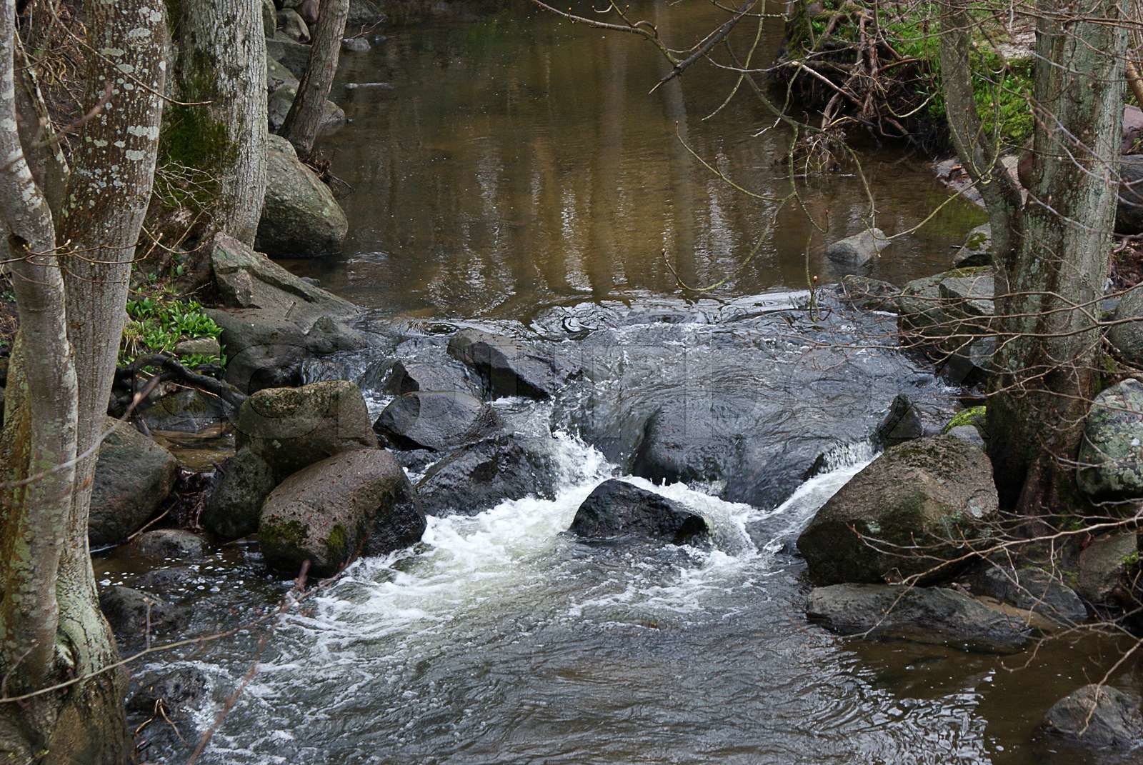 Lakeshore in forrest. Springwater. Stock image Colourbox