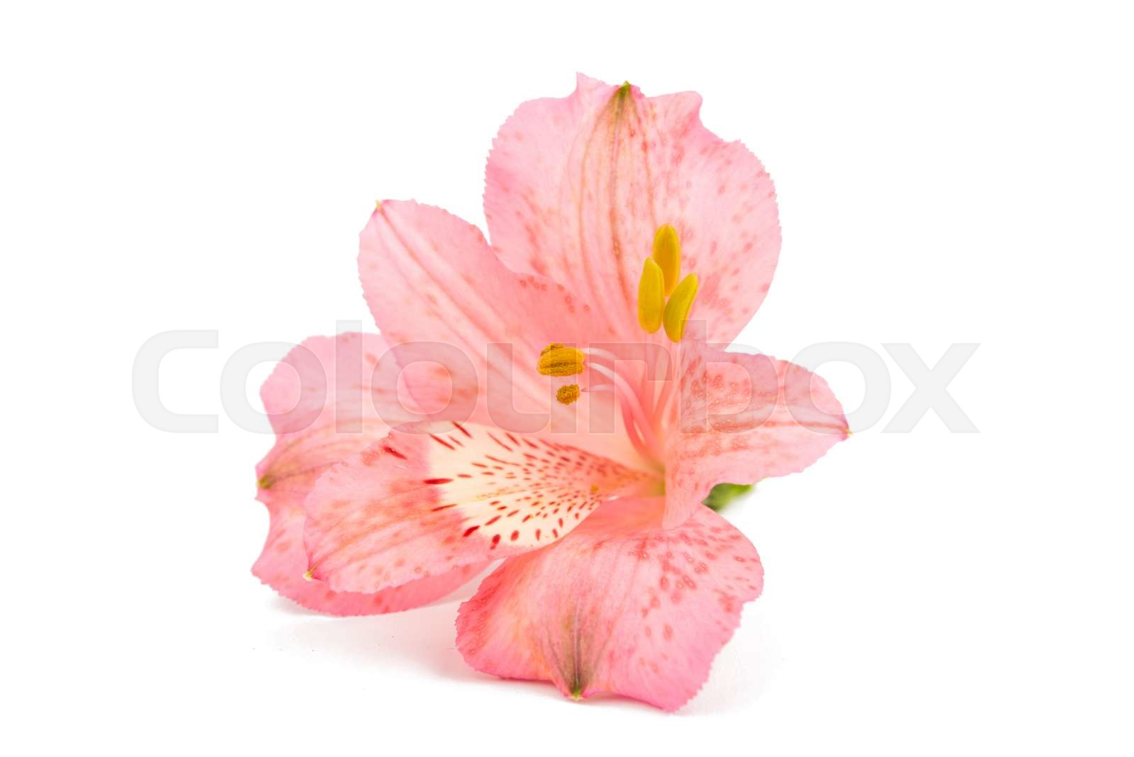Alstroemeria stock image colourbox