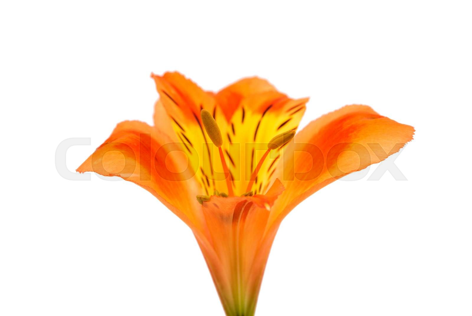 Alstroemeria stock image colourbox