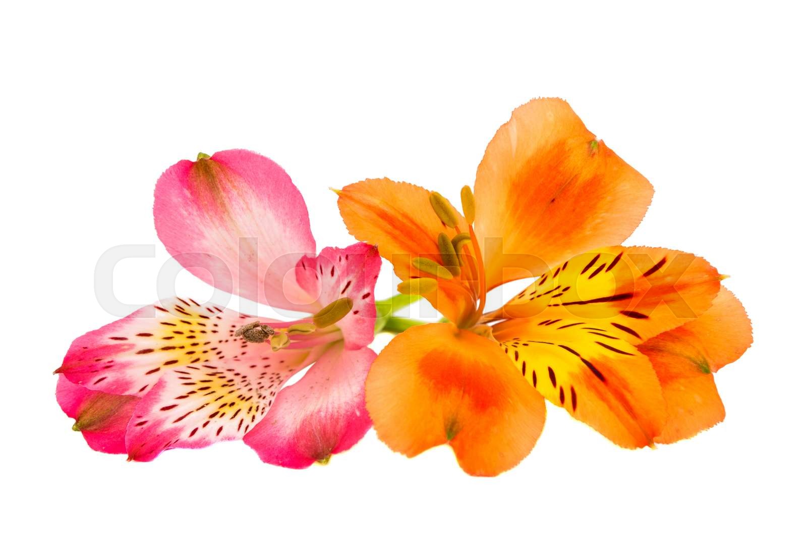 Alstroemeria stock image colourbox