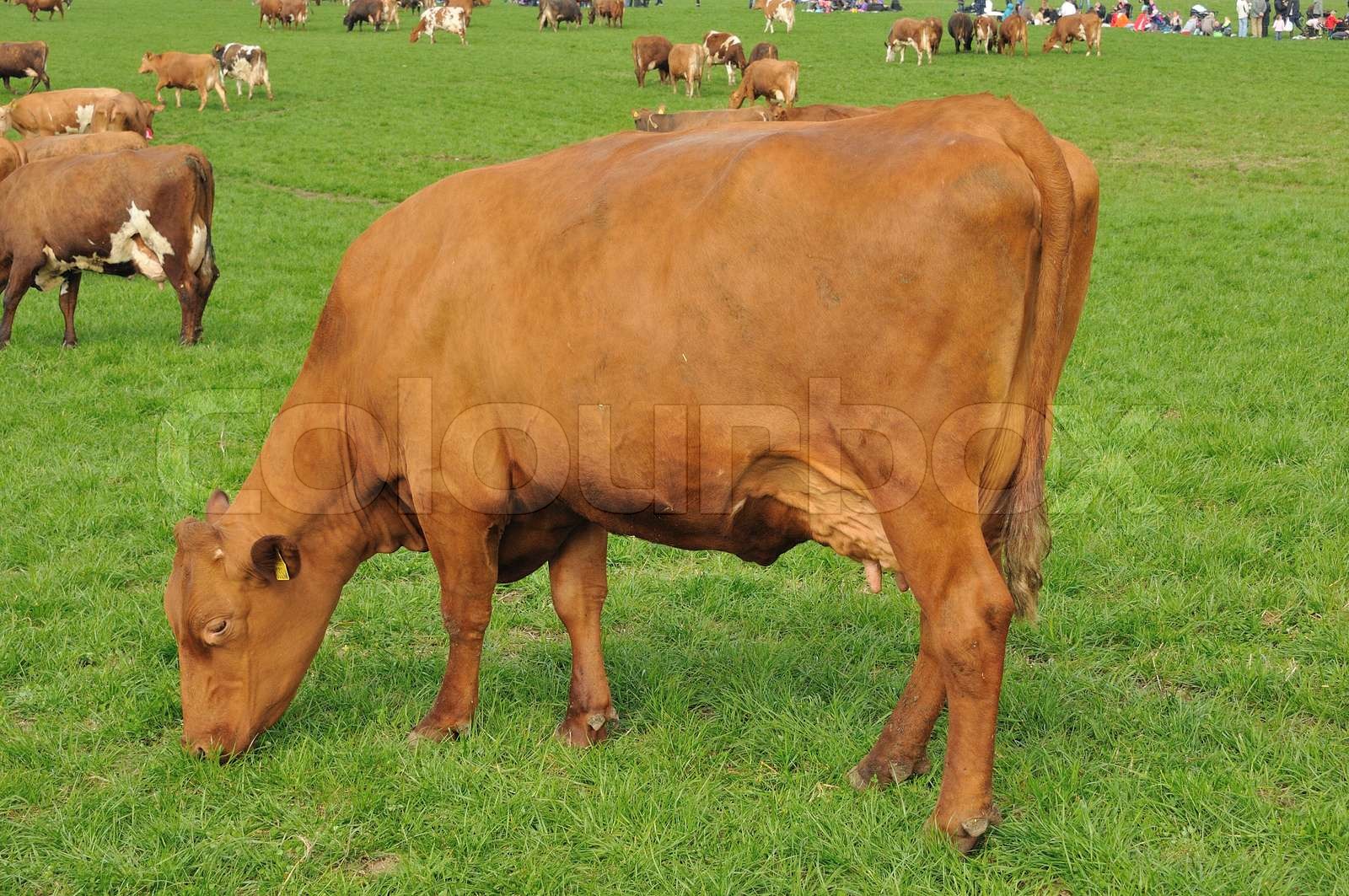 farming, denmark, agriculture Stock image Colourbox