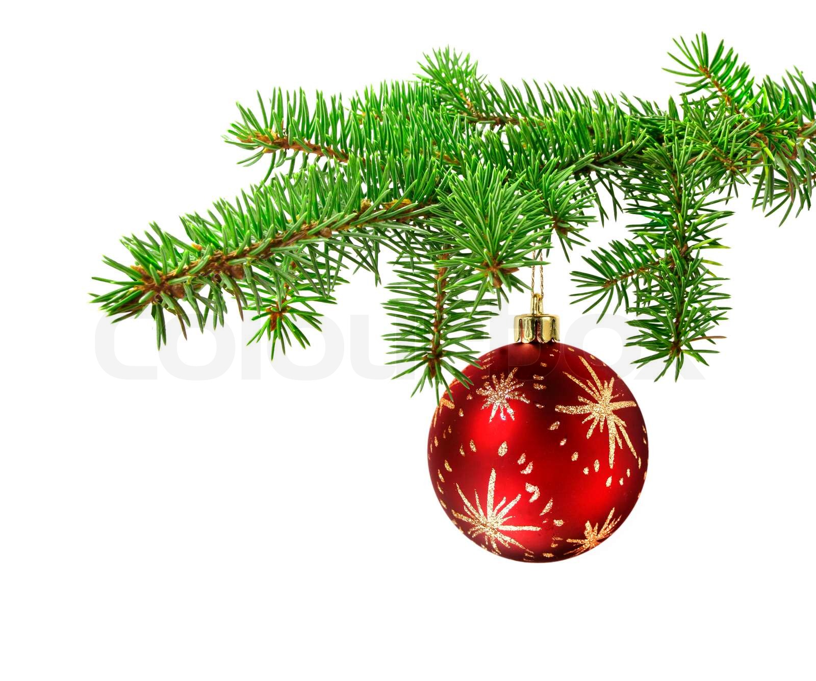 Red ball hanging on a green christmas tree branch, isolated Stock