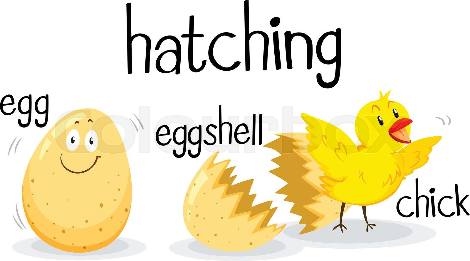 e4 Stock vector Colourbox