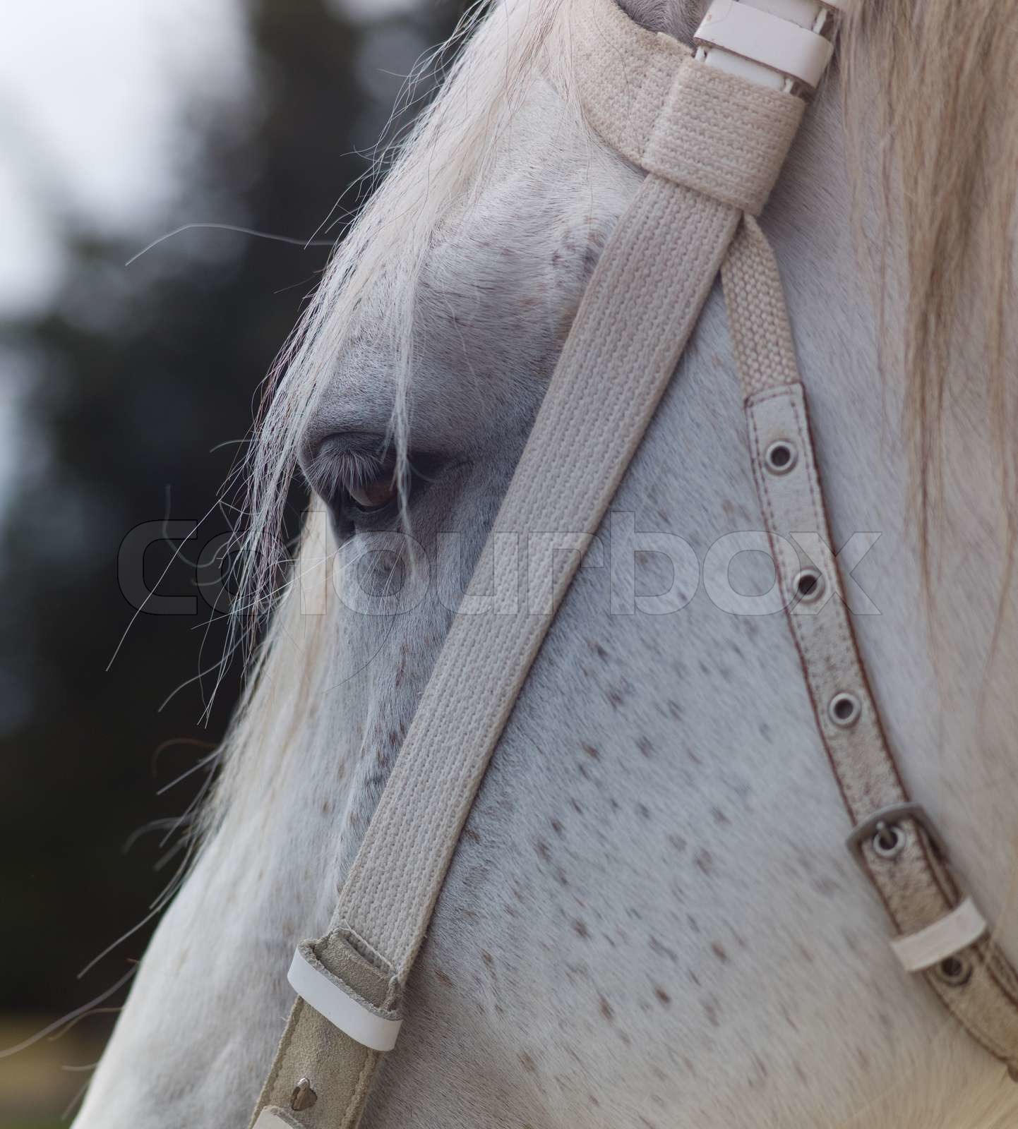 Closeup of the eye and halter of a white horse Stock image Colourbox