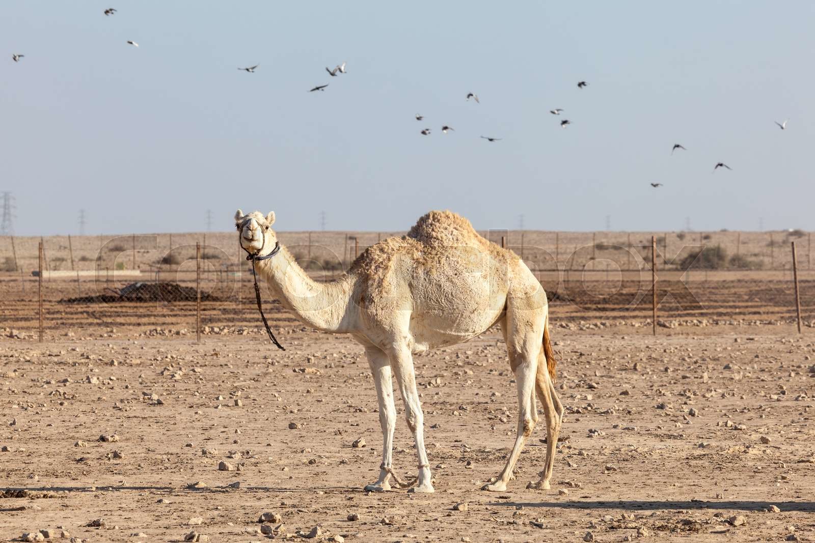 Camel in Qatar Stock image Colourbox