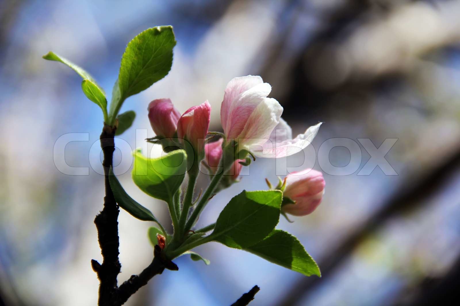 Frühling von April Kirsche rosa und weißen Blüten , Ast Knospen Stock
