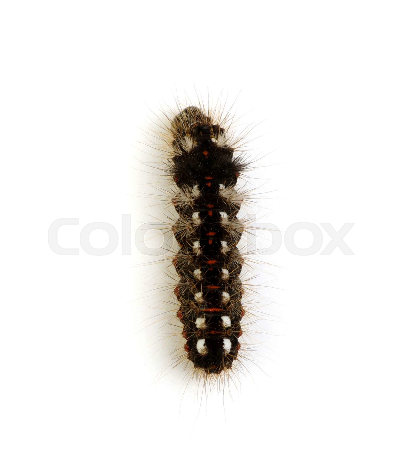caterpillar | Stock image | Colourbox
