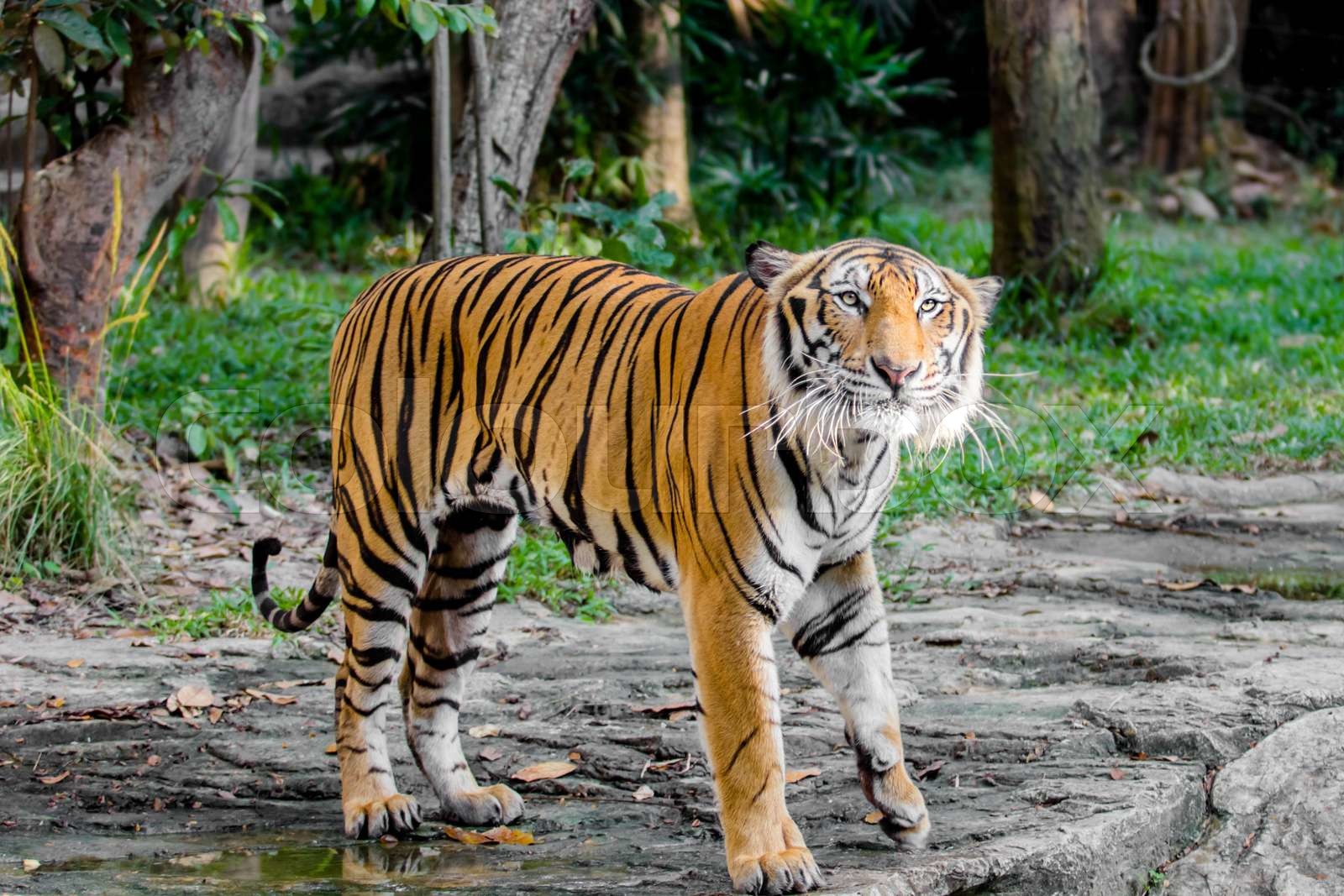 Bengal Tiger | Stock image | Colourbox