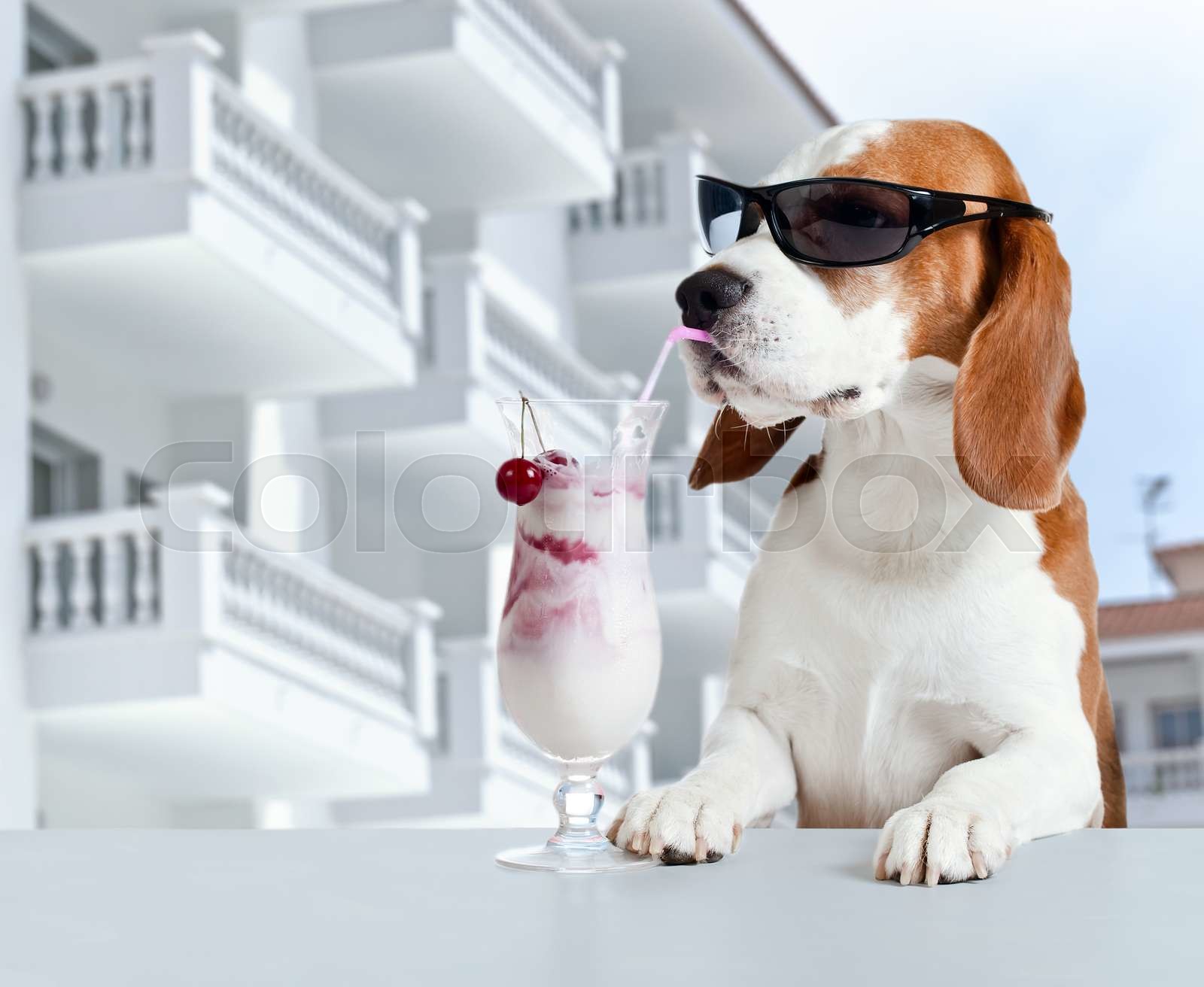 beagle sunglasses