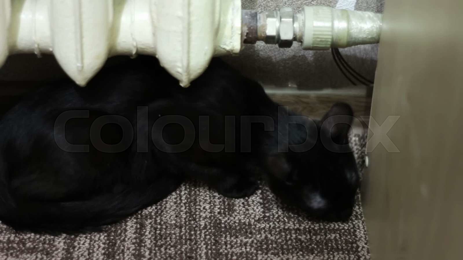 black-cat-eats-a-meal-stock-video-colourbox
