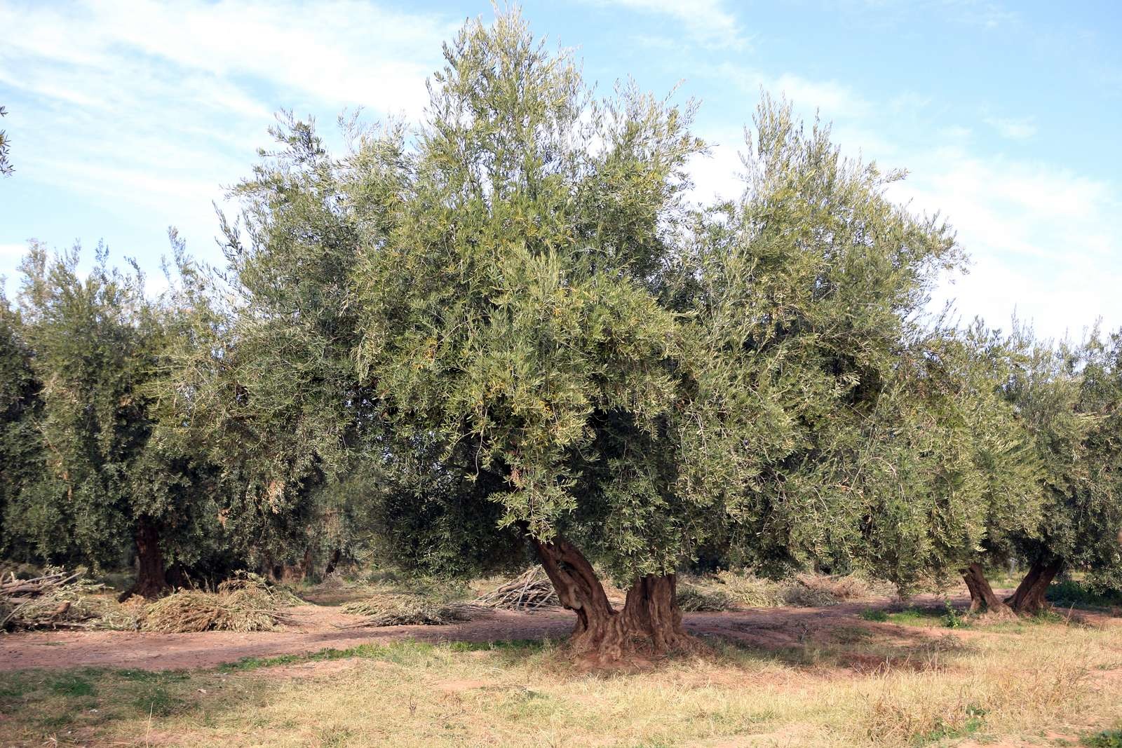 Olivenbäume Plantage in Marokko Stock Bild Colourbox