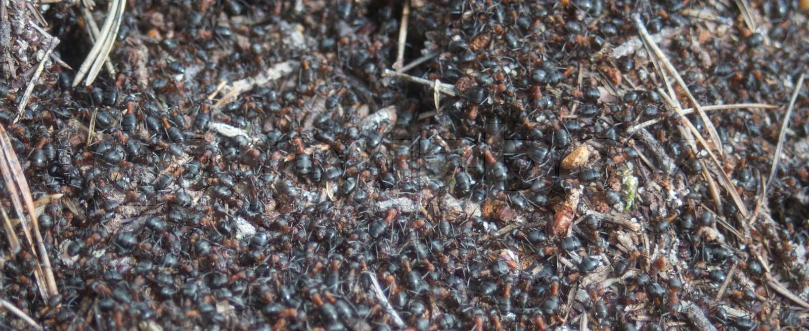 Formica Rufa Stock Bild Colourbox