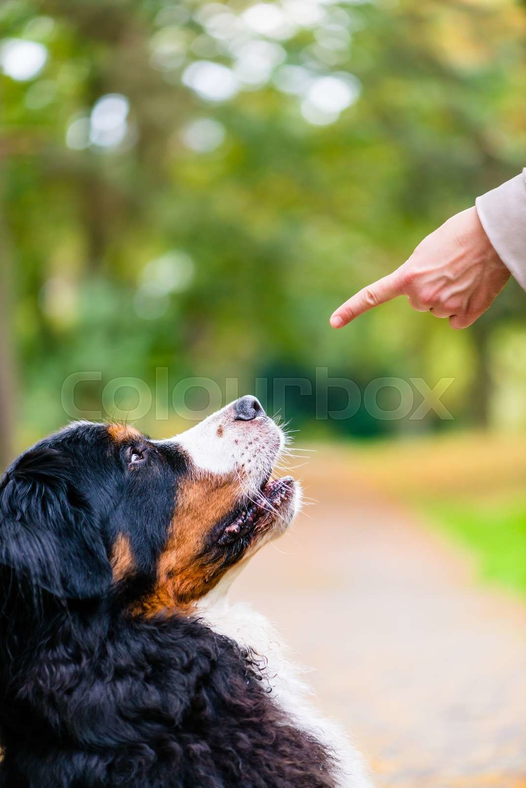 Woman Training With Dog Sit Command Stock Image Colourbox