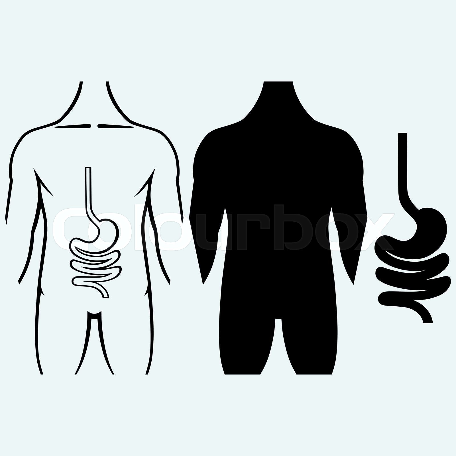 Human digestive system | Stock vector | Colourbox