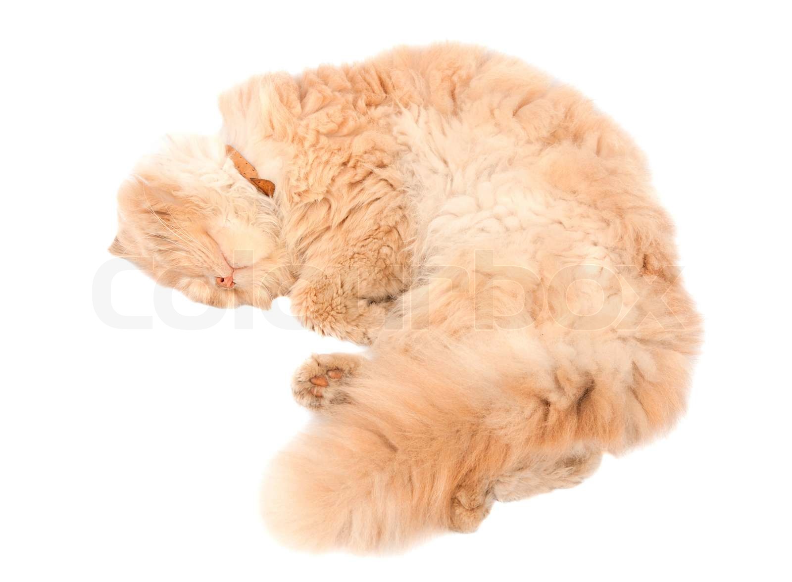 schlafende Katze auf einem weißen Hintergrund | Stock Bild | Colourbox