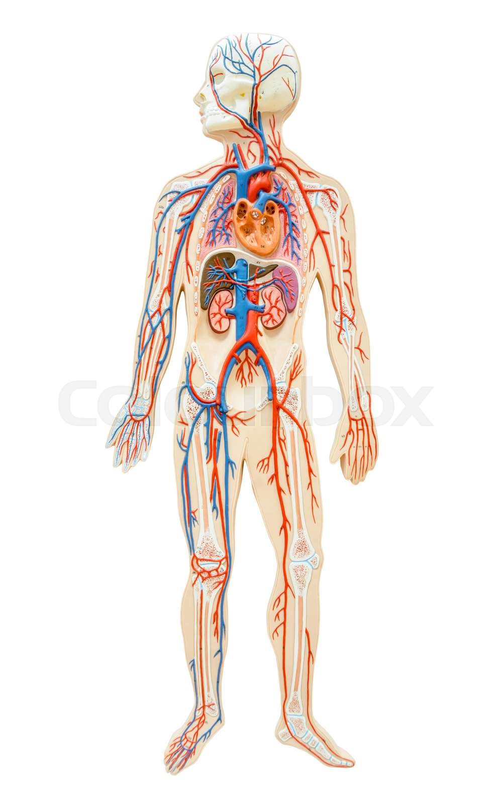 Human anatomy of man. | Stock image | Colourbox