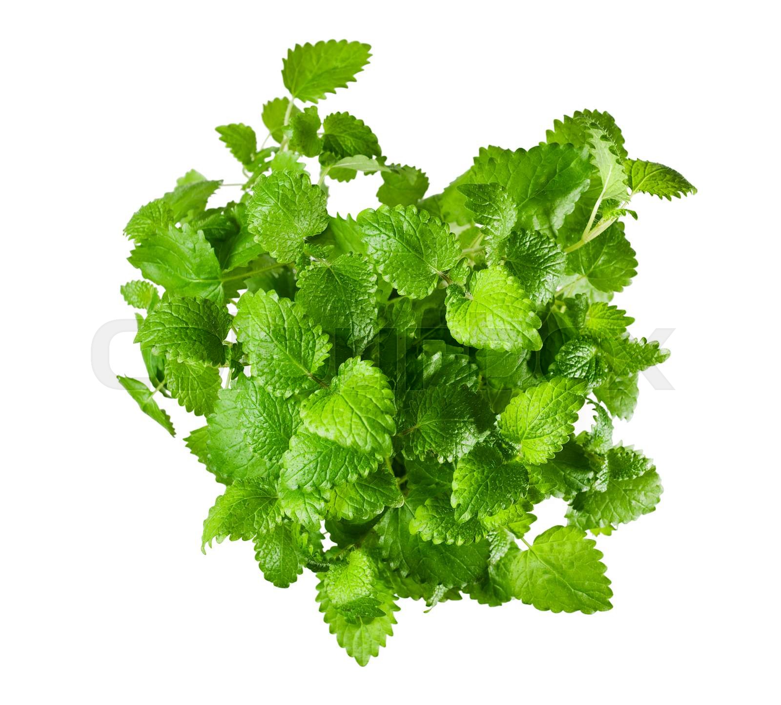 mint plant isolated Stock image Colourbox