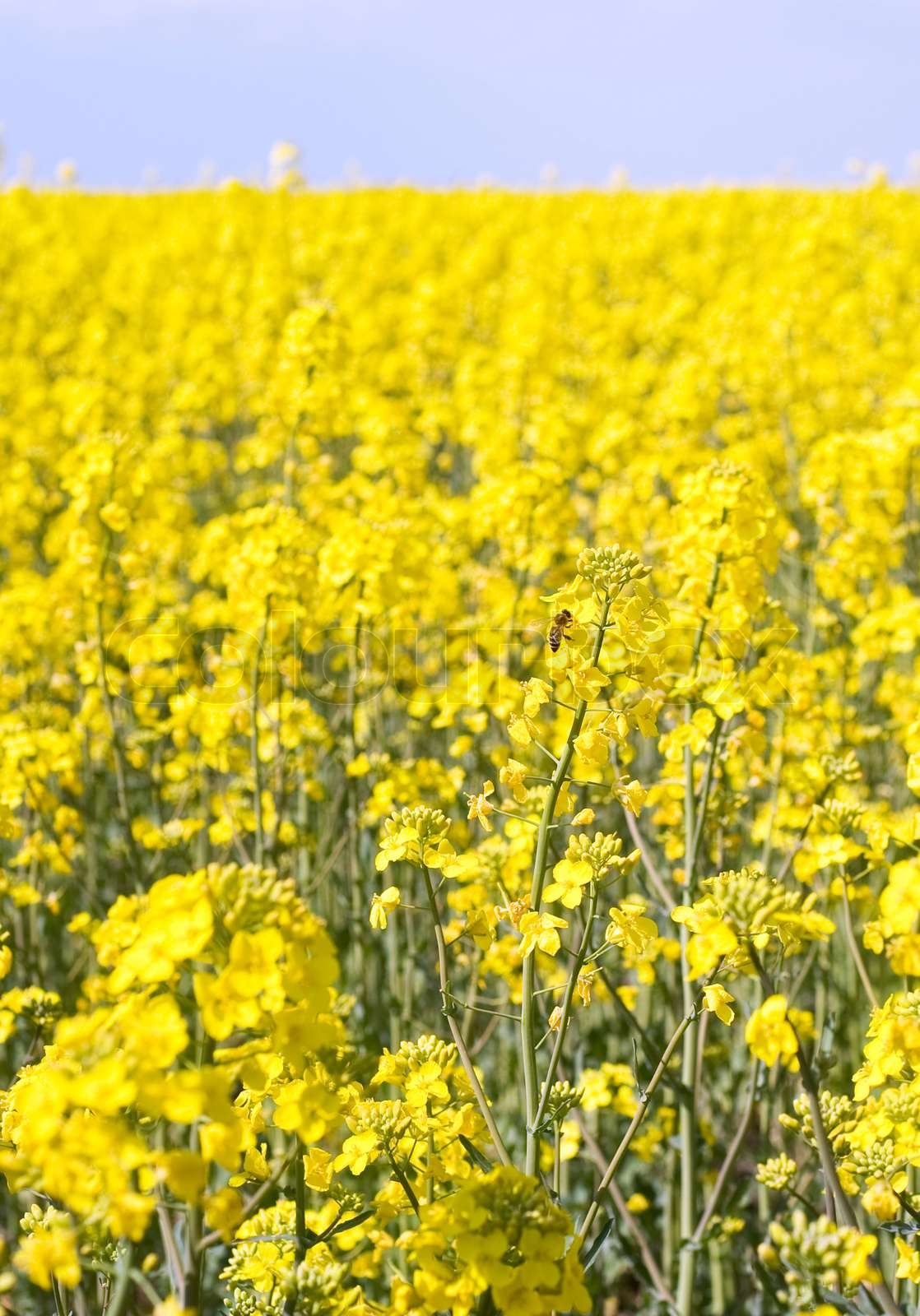 Gelbes Feld mit Raps und Bienen im Frühjahr Stock Bild Colourbox