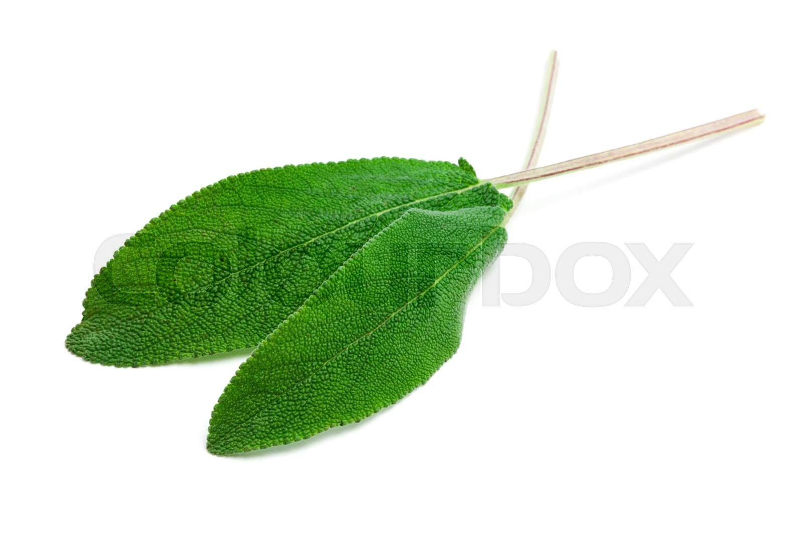 sage leaves isolated Stock image Colourbox