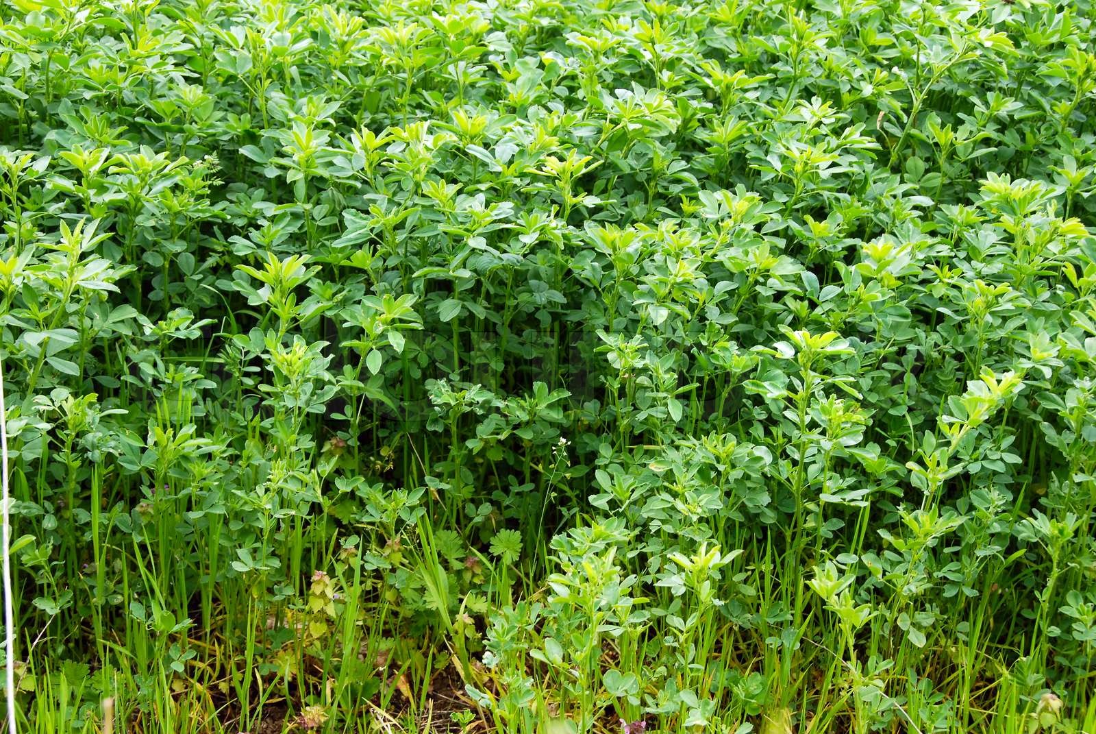 Clover grass growing Stock image Colourbox