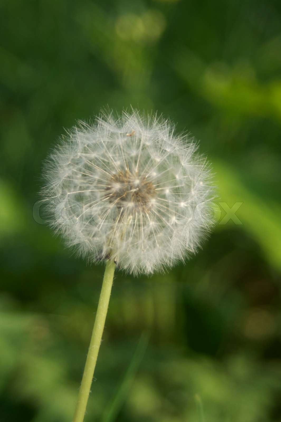 Taraxacum officinale Stock image Colourbox
