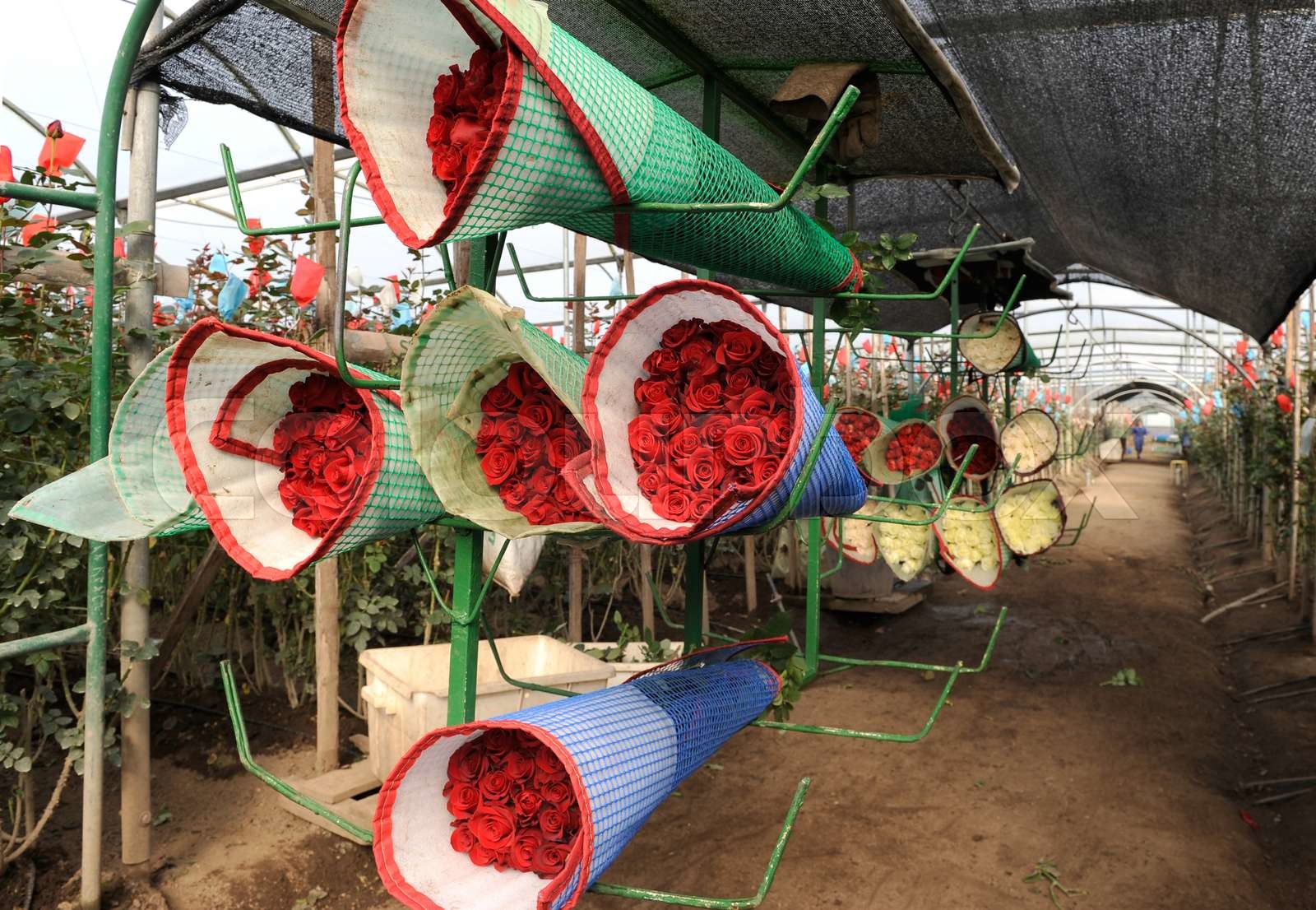 Roses Harvest, plantation in Tumbaco, Cayambe, Ecuador, South America