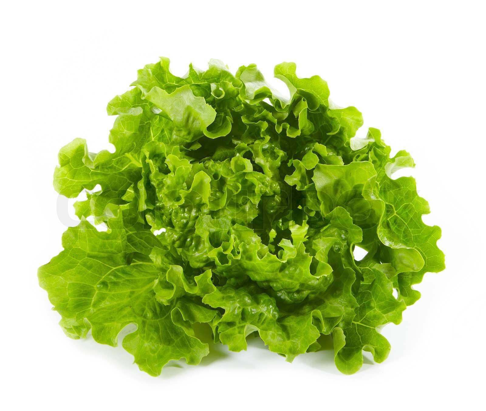lettuce Stock image Colourbox