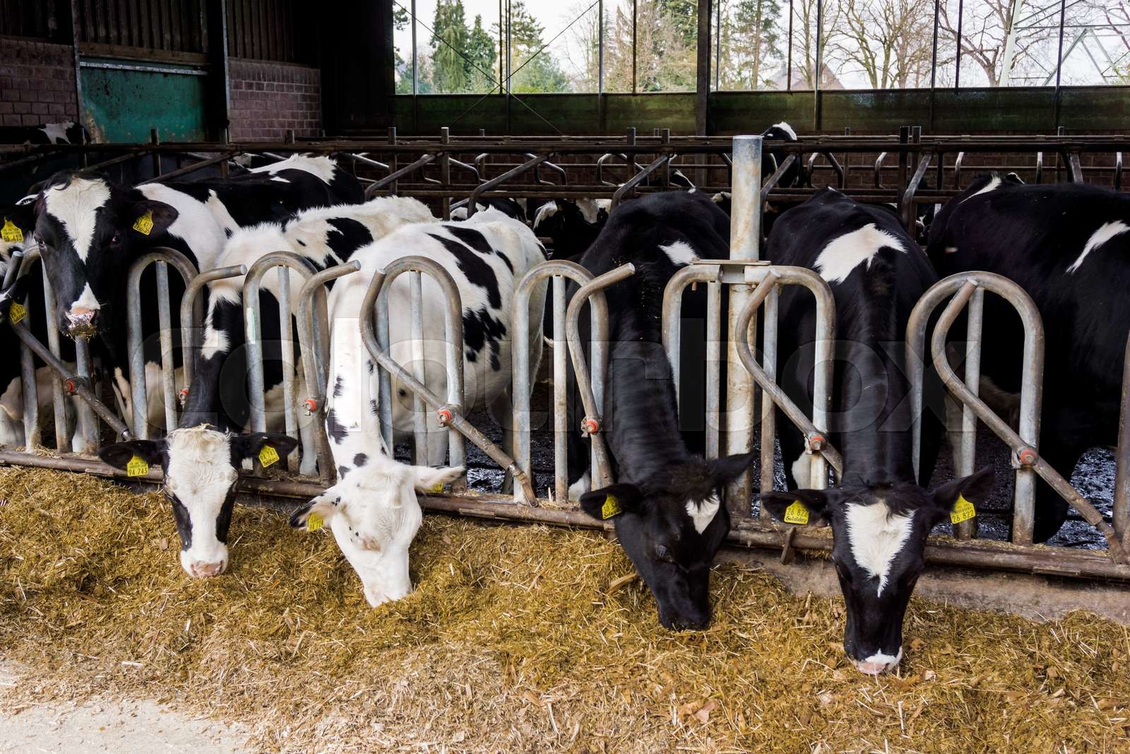 Dairy cows for sale near me
