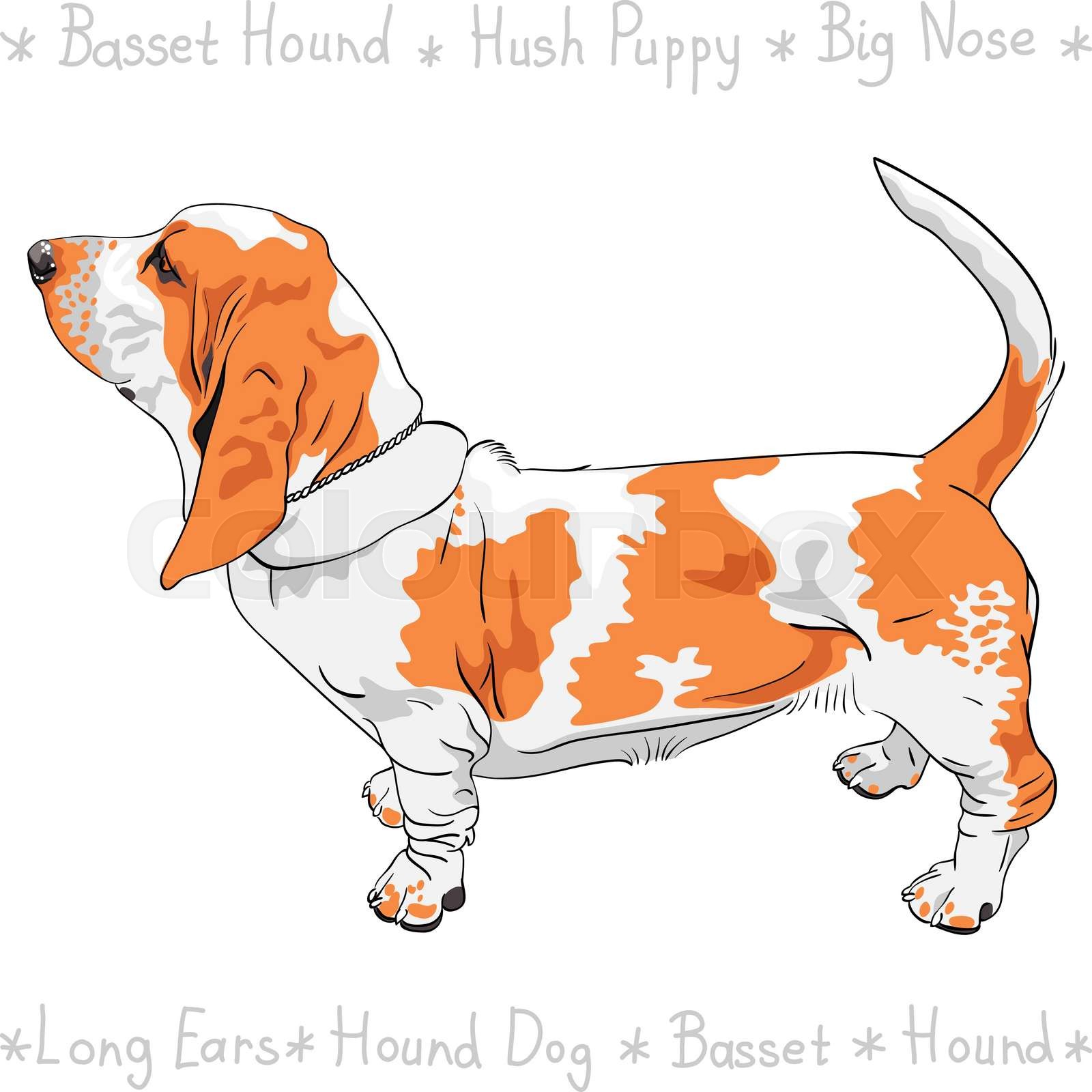 vector dog Basset Hound breed Stock vector Colourbox