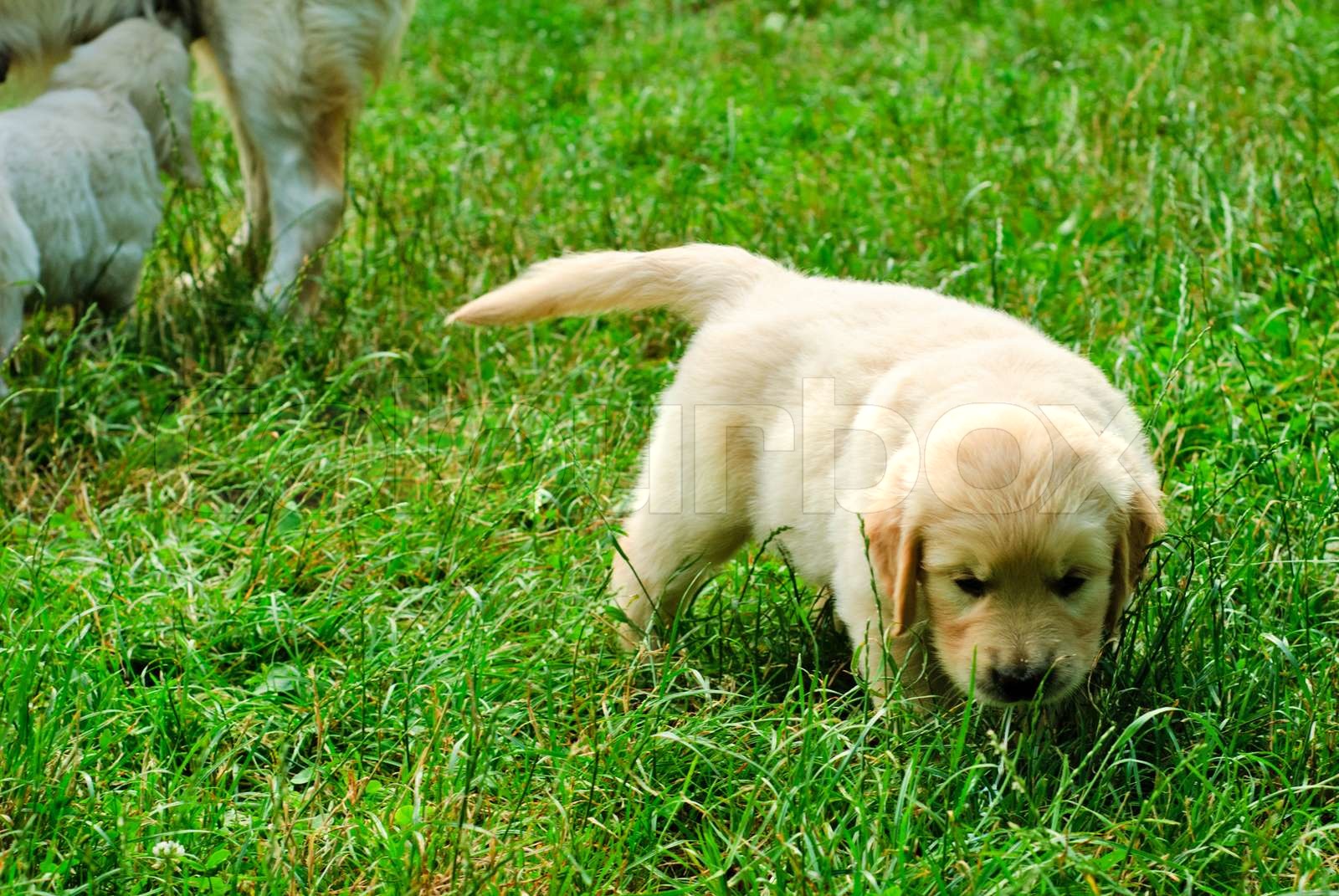 Golden retriever puppy is sitting in the grass | Stock image | Colourbox