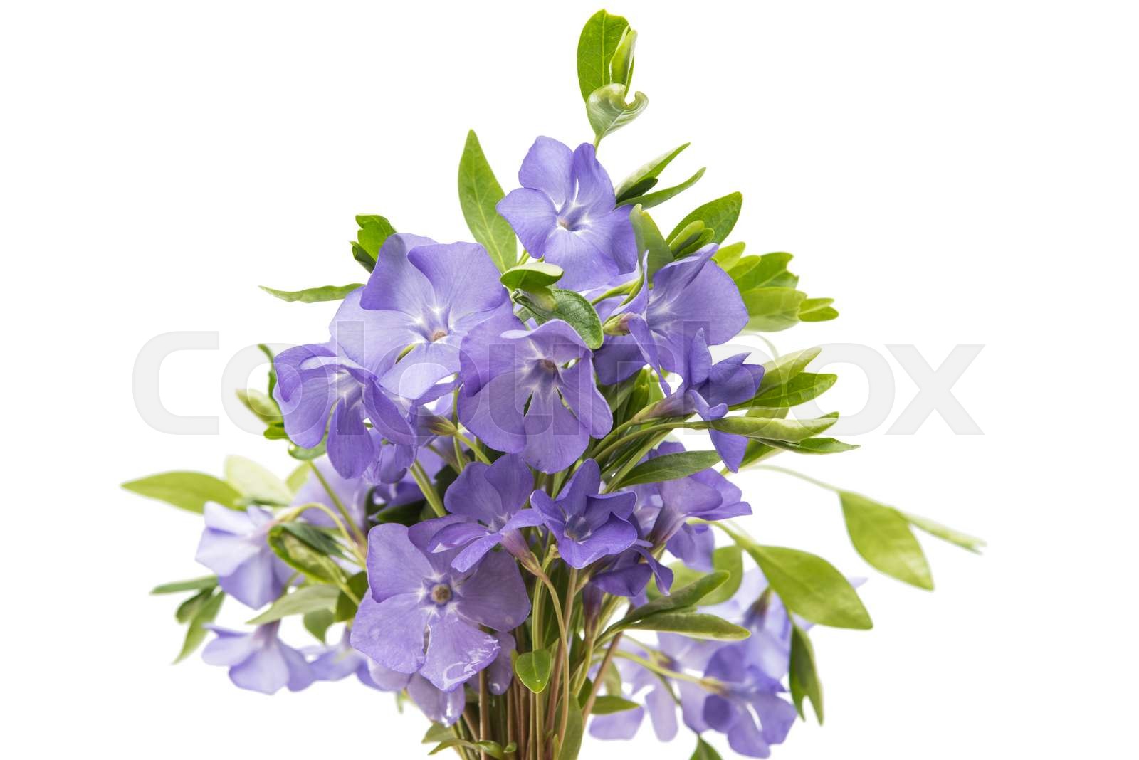 Periwinkle Blue Glasses For Women