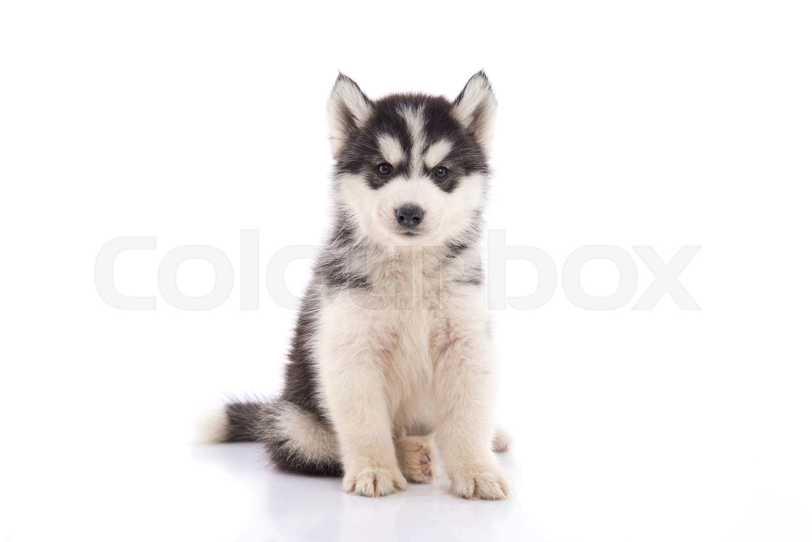 Cute siberian husky puppy sitting Stock image Colourbox