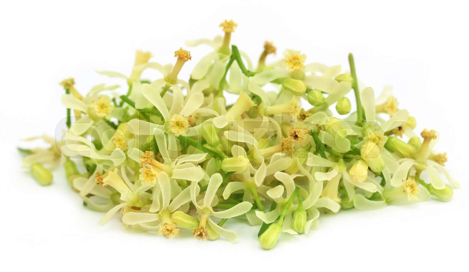 Medicinal neem flower | Stock image | Colourbox