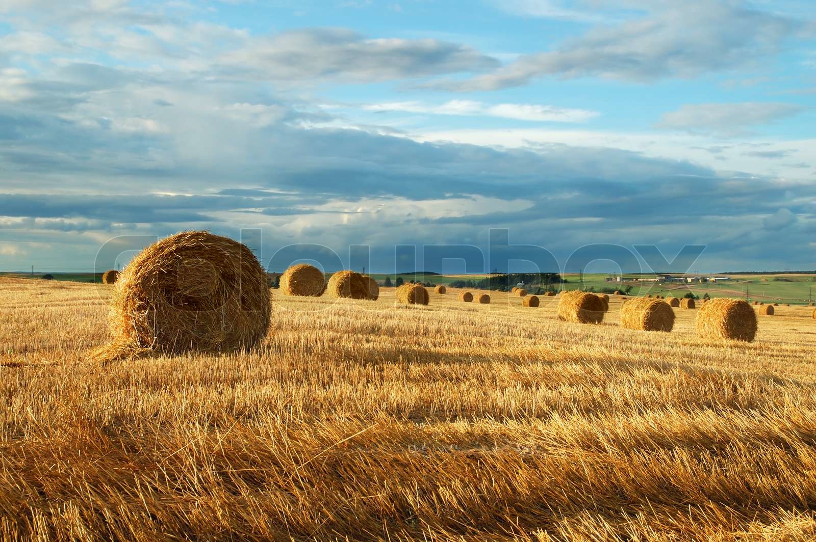 Farmers field full of hay bales Stock image Colourbox