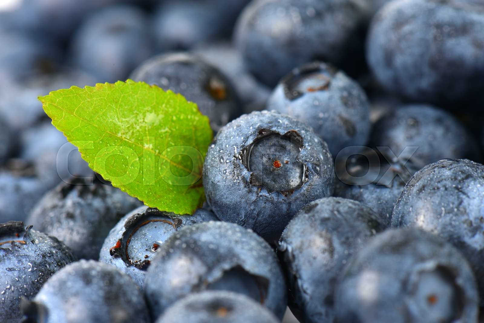 Fresh ripe blueberries Stock image Colourbox