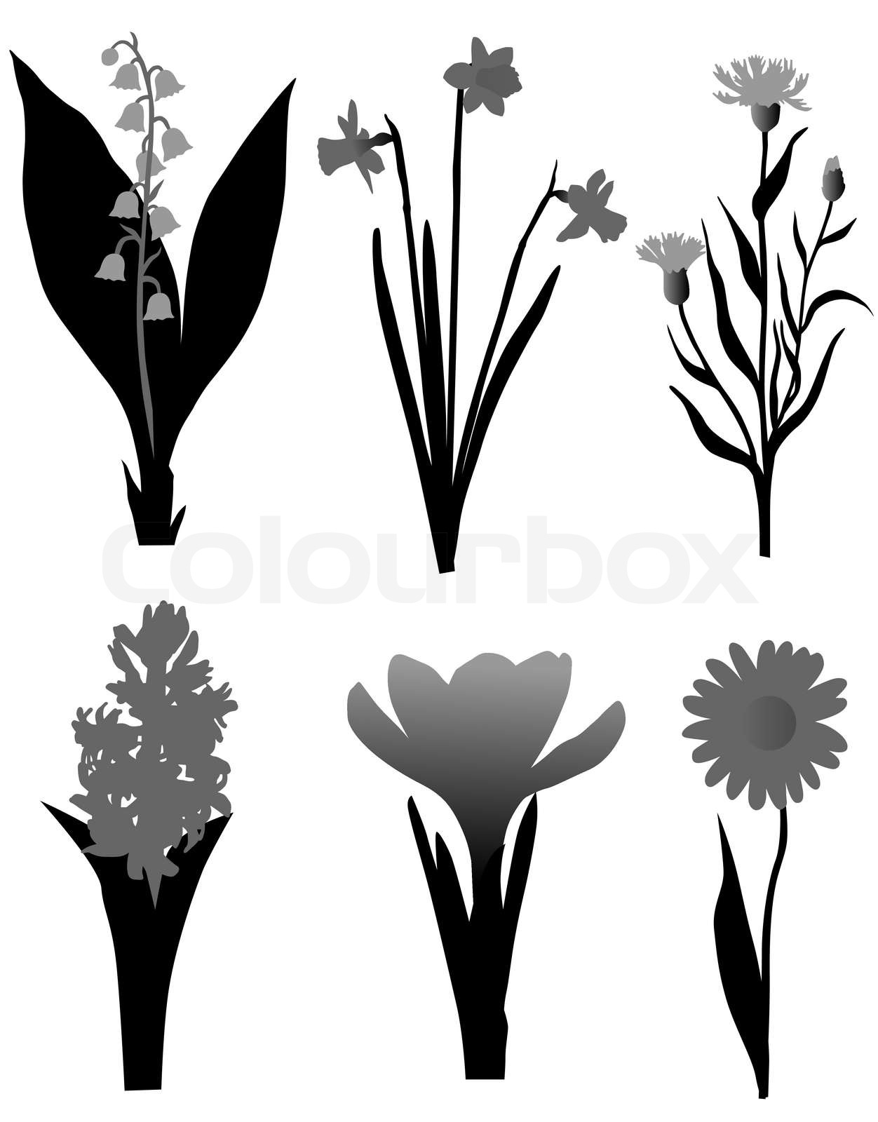 umriss, blume, krokus | Stock-Vektor | Colourbox