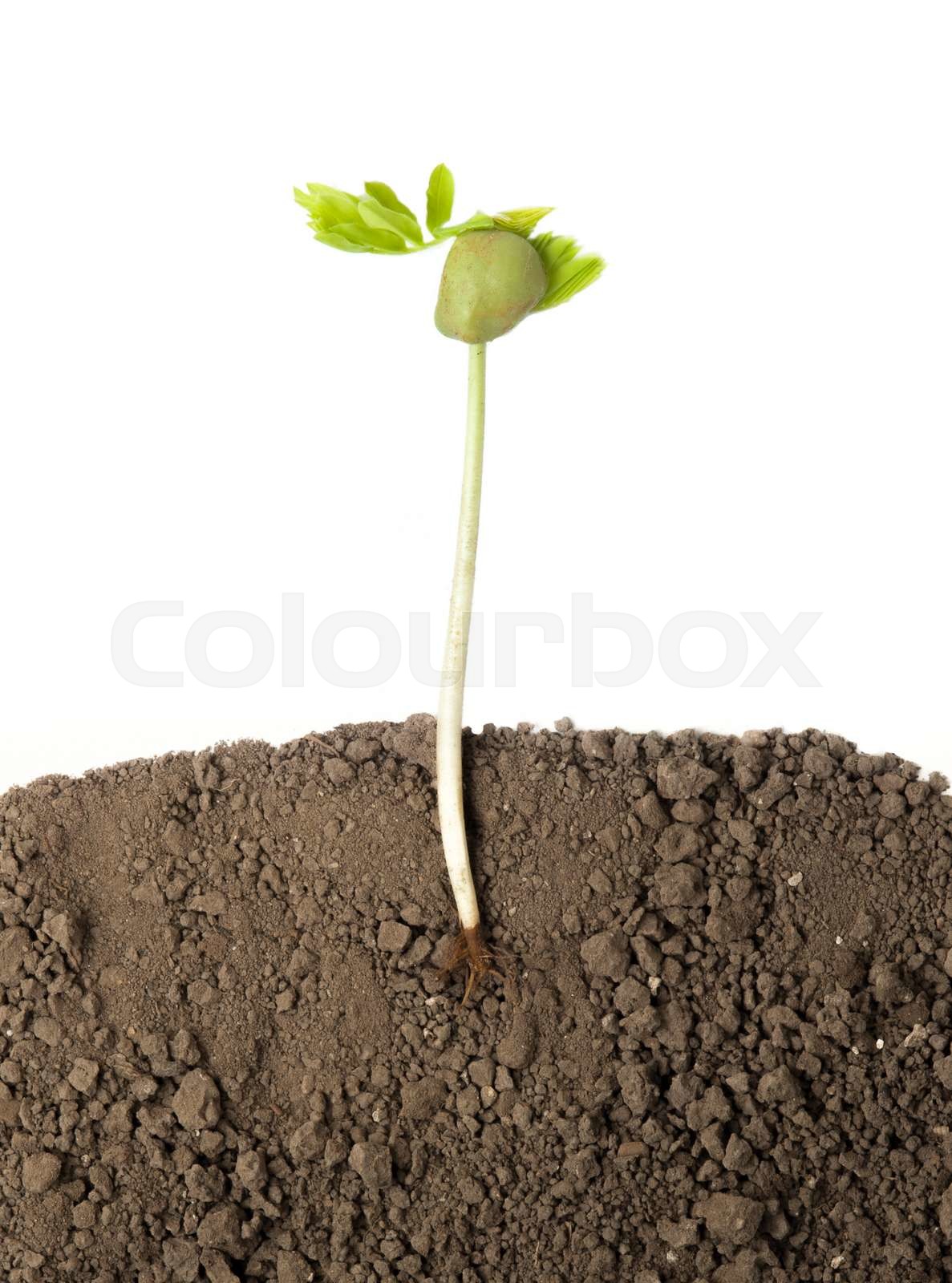 Growing plant with underground root visible Stock image Colourbox