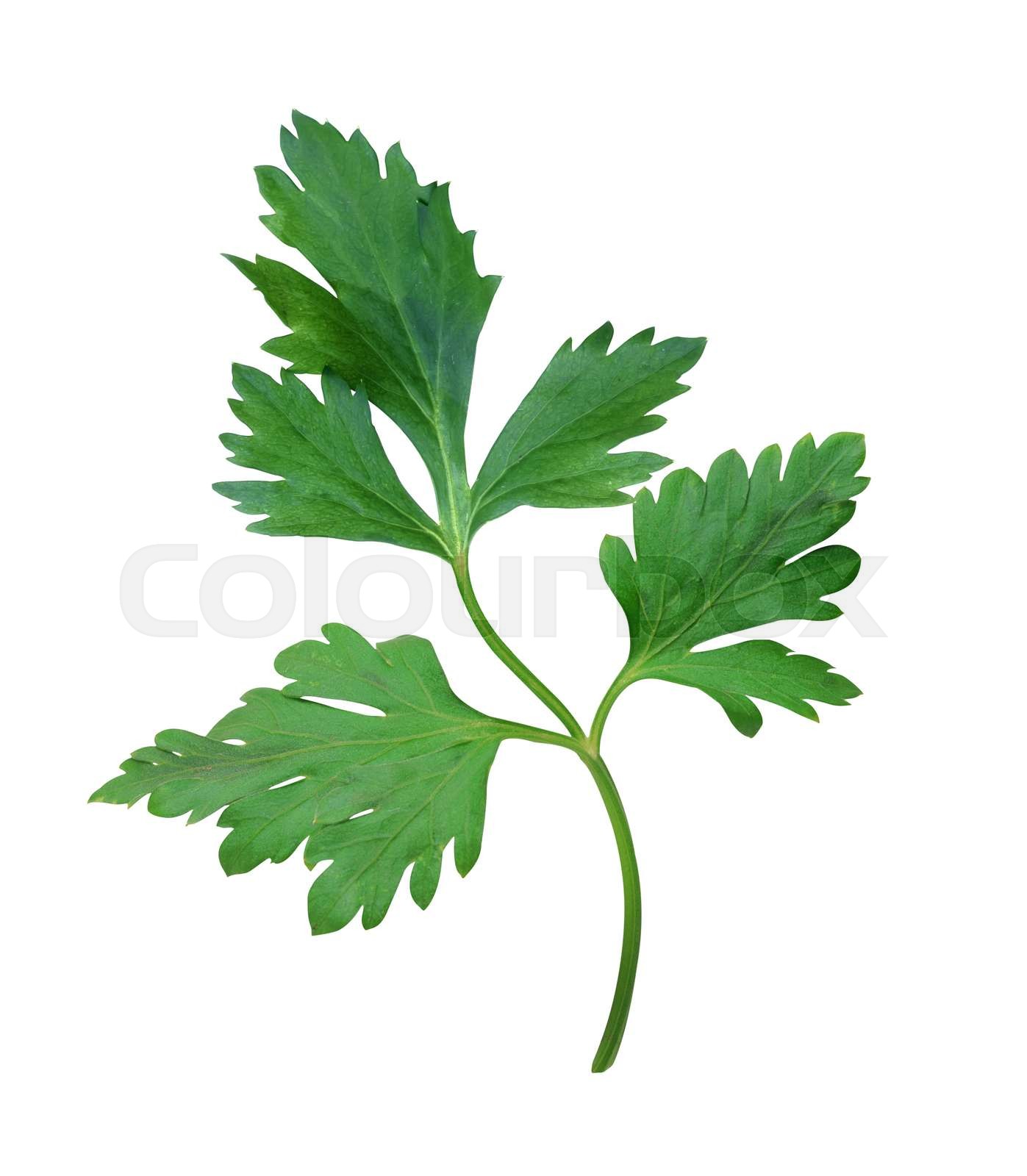 petersilie, freigestellt, bund Stock Bild Colourbox