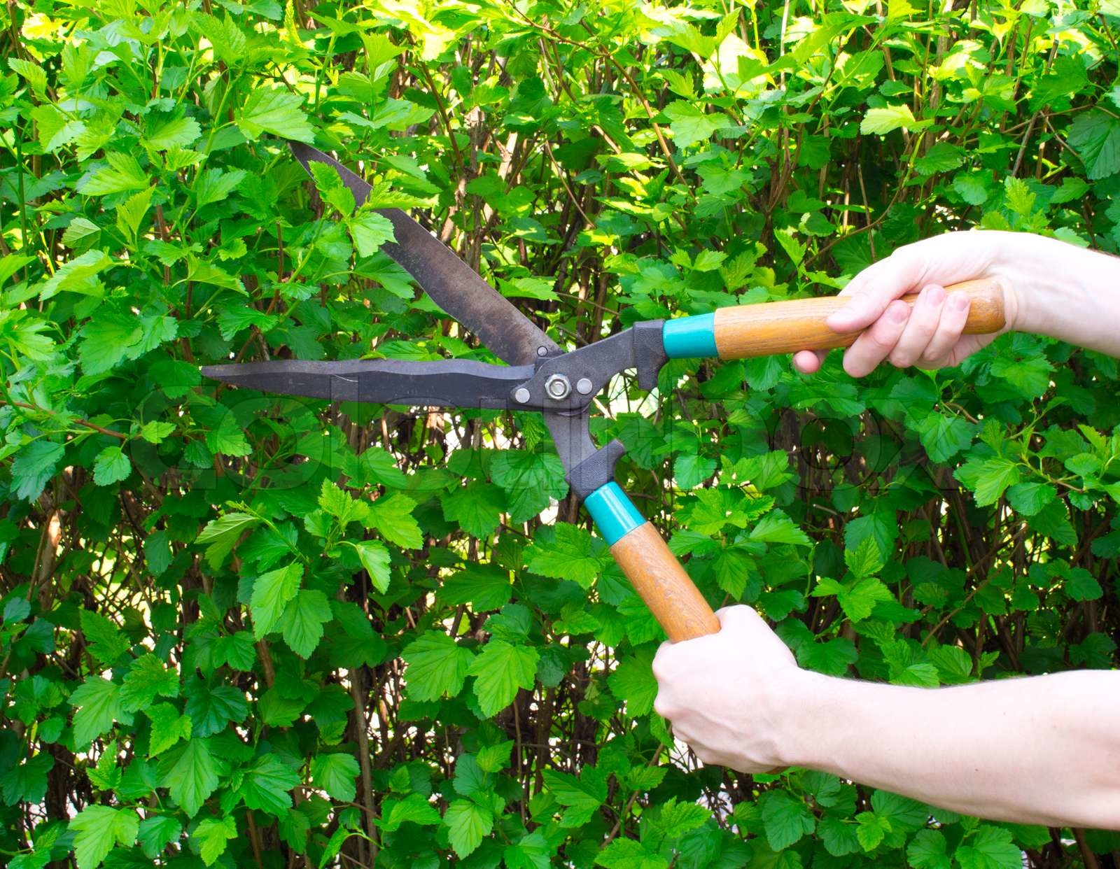 Hænderne er skåret Bush trimming Stock foto Colourbox