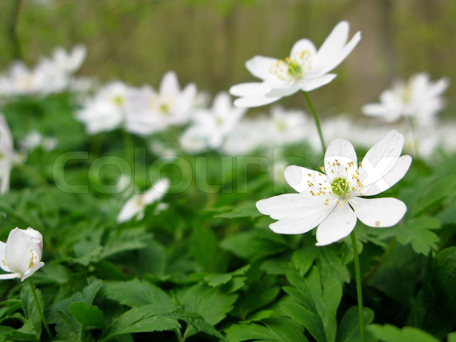 wood anemone anemone nemerosa in detail with flower and leaves